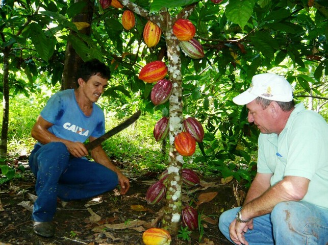 cooperativa-produtores-de-cacau-10