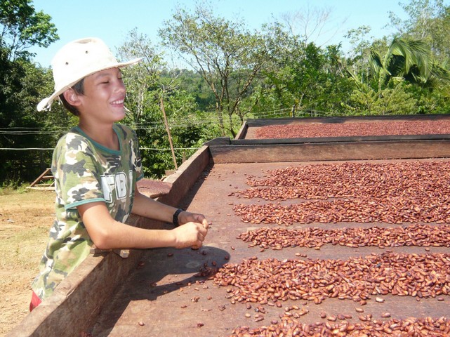 cooperativa-produtores-de-cacau-21